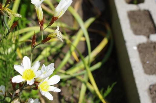 花 花の写真