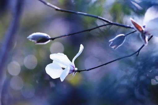 春の訪れを告げるハクモクレンの白い花 花,木蓮,ハクモクレンの写真素材