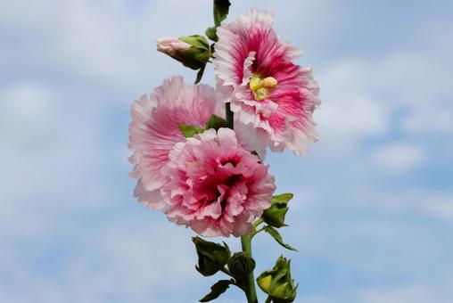 6月上旬の仏生山公園のタチアオイの花 6月上旬の仏生山公園のタチアオイの花 タチアオイ,花,植物の写真素材