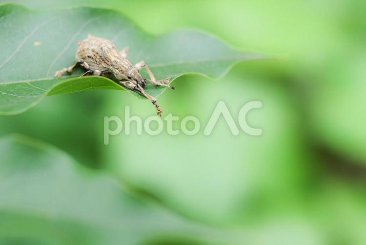 葉っぱでくつろぐゾウムシ ゾウムシ,虫,昆虫の写真素材