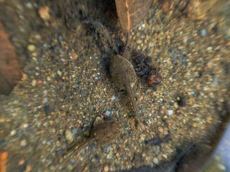 砂に紛れるオタマジャクシ二匹 砂に紛れるオタマジャクシ二匹の写真