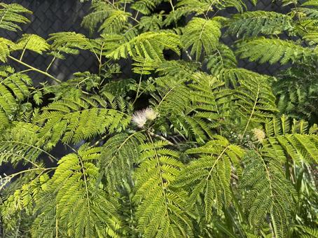 Early summer alder tree (young tree), JPG Early summer alder tree (young tree), JPG