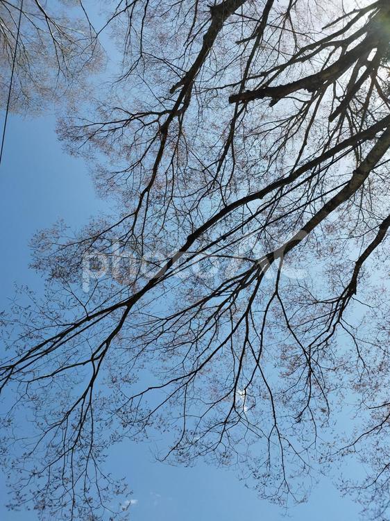 桜を通して空を見上げる 空,桜,さくらの写真素材