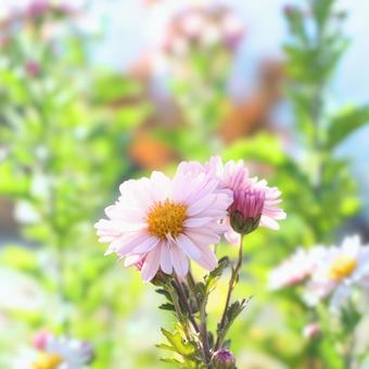 ヒナギクの写真