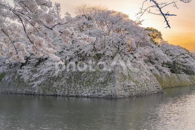 彦根城の夕焼けと桜 お城,桜,満開の写真素材
