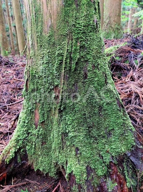 木の根　苔 苔,切り株,緑の写真素材