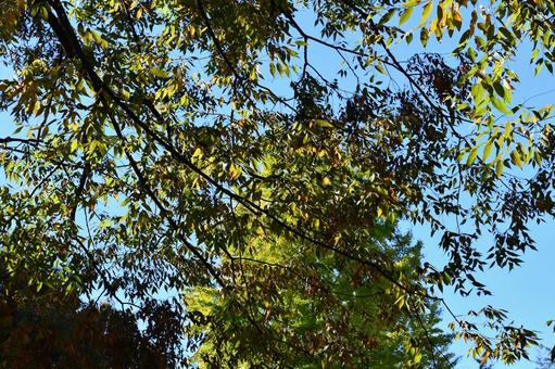 紅葉の季節 紅葉の季節の写真