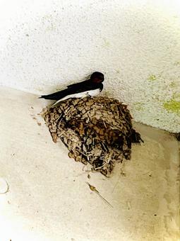 子育て中のツバメ 04 子育て中のツバメ 04 燕,つばめ,鳥の写真素材
