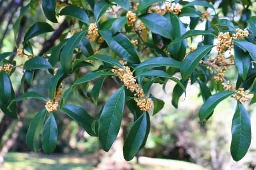 キンモクセイ　蕾 キンモクセイ,金木犀,木の写真素材