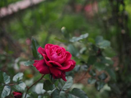 バラ園に咲く赤い薔薇を撮影した写真です バラ園に咲く赤い薔薇を撮影した写真ですの写真