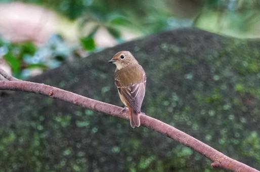 野鳥さん、そろそろお別れかな 動物,生き物,鳥の写真素材