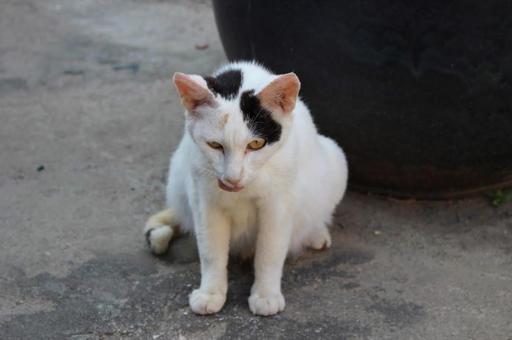 睨みつけてくる猫 睨みつけてくる猫の写真