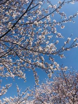 桜 桜の写真