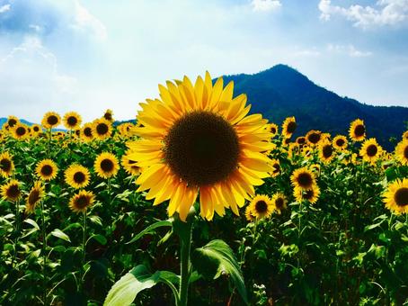 山に背を向けた向日葵 山に背を向けた向日葵の写真