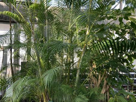 植物園に生えてる竹 植物園に生えてる竹の写真