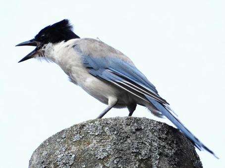 電柱の上で鳴くオナガ 電柱の上で鳴くオナガの写真