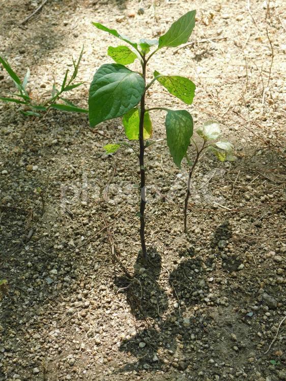 まっすぐに育つ苗　緑を植えよう！ 苗,植物,木漏れ日の写真素材