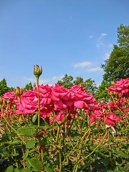 バラの花と青空2の写真