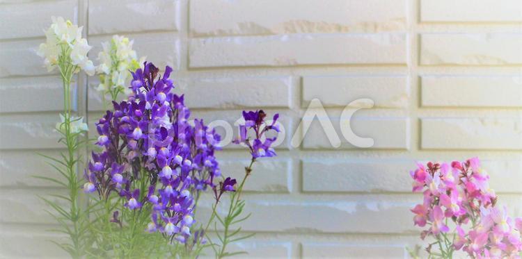 ３色の小さい花と壁 花,小さい花,ピンク色の花の写真素材