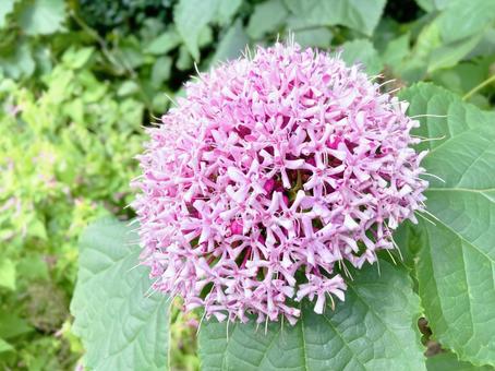 鞠状に花をつけるボタンクサギ 鞠状に花をつけるボタンクサギ ボタンクサギ,クサギ,臭梧桐の写真素材