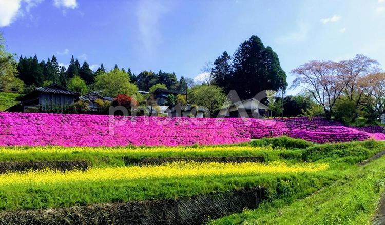 菜の花と芝桜 芝桜,菜の花,自然の写真素材