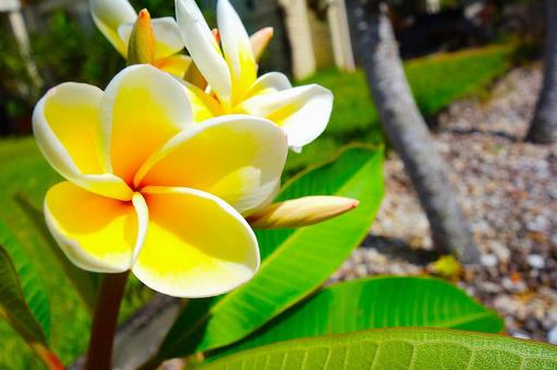 プルメリア 19 プルメリア,フランジパニ,花の写真素材