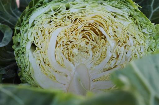 Photo, cabbage, cross section, home garden, 