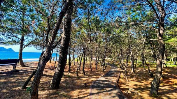 さつき松原の松林遊歩道 さつき松原,宗像市,松林の写真素材