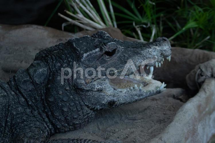 ワニ ワニ,上野動物園,東京の写真素材