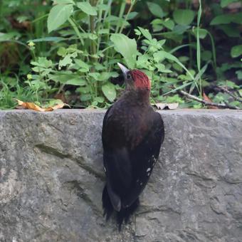 地面に降りたノグチゲラ やんばるの森 地面に降りたノグチゲラ やんばるの森の写真