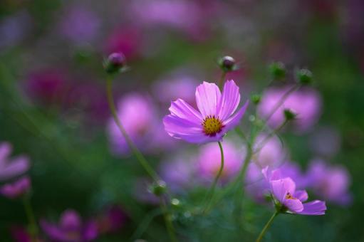 ｺｽﾓｽ(2025)6 コスモス,秋,ピンクの写真素材