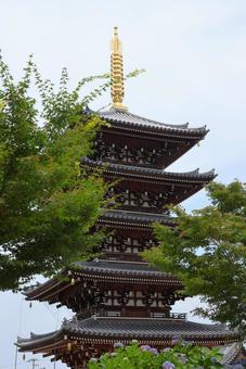 6月中旬の法然寺の五重塔とアジサイの花 6月中旬の法然寺の五重塔とアジサイの花の写真