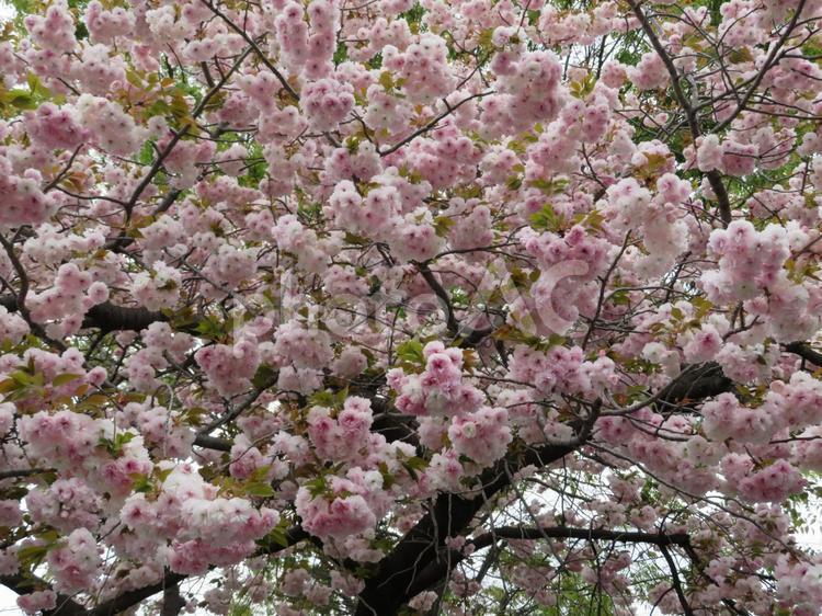 大田区の風景 4月,春,ピンク色の写真素材