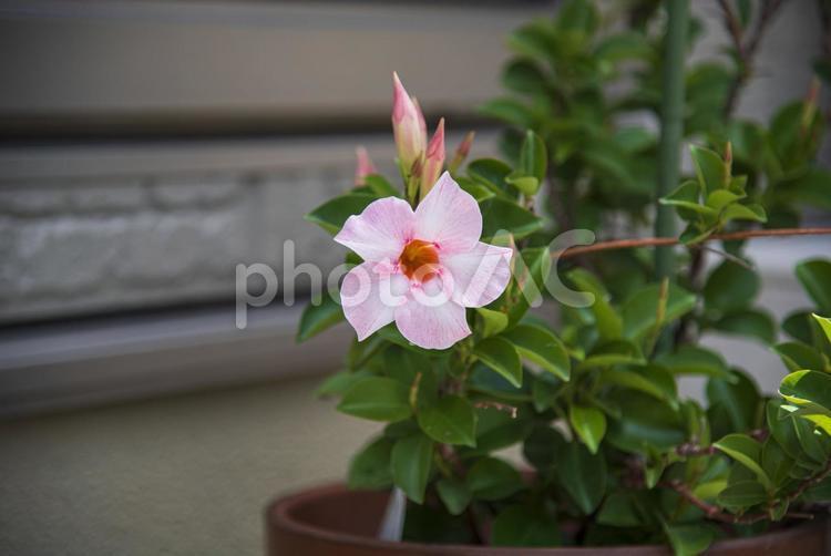 可憐なピンク色のサンパラソルの花と蕾 サンパラソル,庭花,草花の写真素材