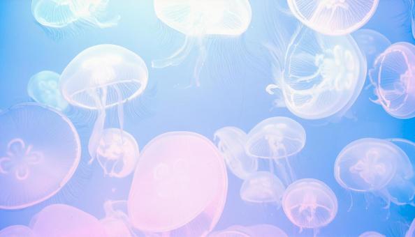 海月のテクスチャ 海月のテクスチャの写真