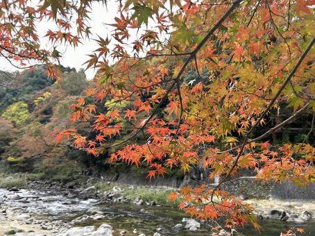 紅葉（香嵐渓） 紅葉,香嵐渓,イロハモミジの写真素材