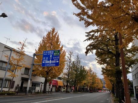 甲州街道のいちょう並木 甲州街道,国道20号,いちょうの写真素材