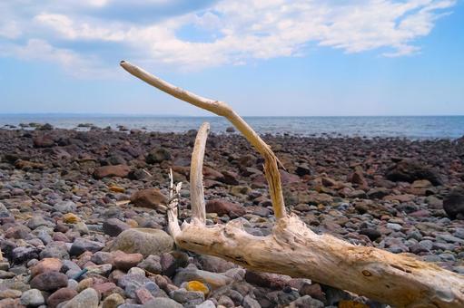 Photo, sea, driftwood, beach, 