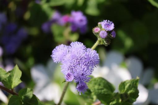 紫色のアゲラタムの花のアップの写真