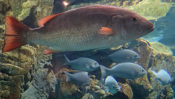 海の中にいるみたい 生き物,ゴマフエダイ,ウキフカセの写真素材