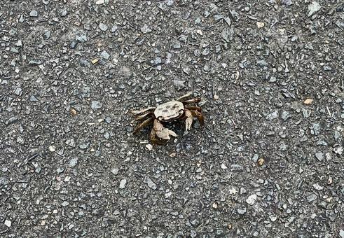 上から見た蟹 蟹,生き物,自然界の写真素材