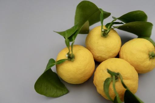 柚子　集合 柚子,ユズ,果物の写真素材