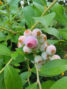 Photo, blueberry, fruit, fruit trees, 