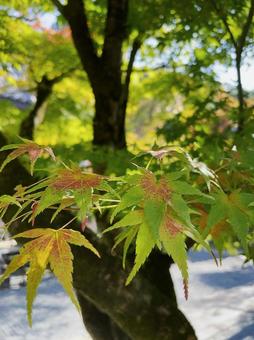 紅葉 紅葉の写真