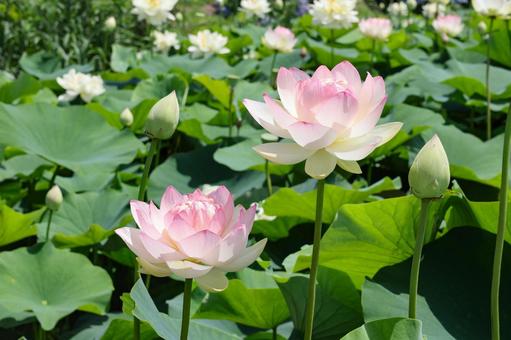 ハスの花 クローズアップ ハスの花 クローズアップ ハス,蓮,沼の写真素材