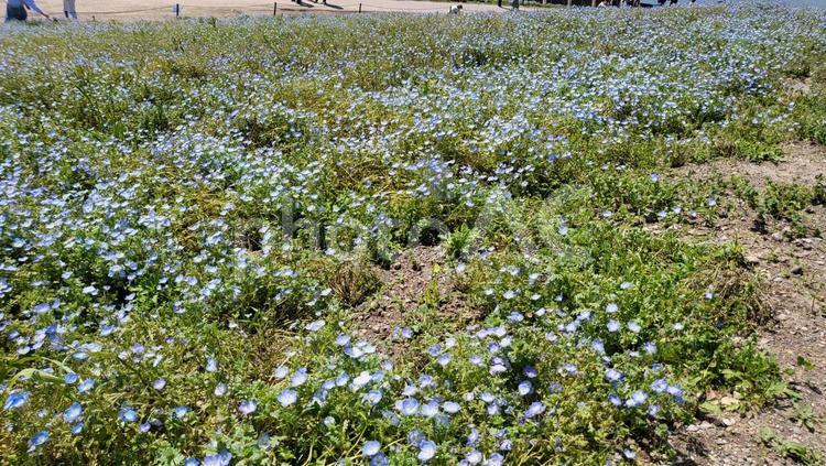 舞洲シーサイドパークネモフィラ祭り 大阪,大阪まいしまシーサイドパーク,ネモフィラの写真素材