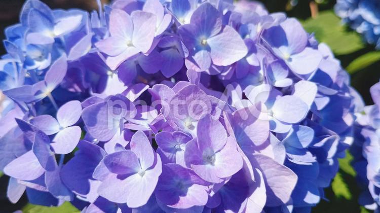 青紫のアジサイの花 アジサイ,花,紫の写真素材
