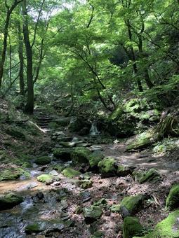 新緑の渓流と苔むした静かな森の小道 森,渓流,小川の写真素材