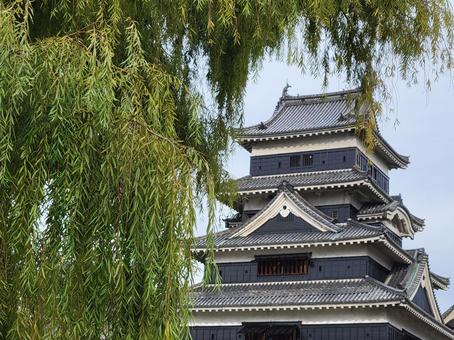 松本城と枝垂れ柳 松本城,枝垂れ柳,大木の写真素材