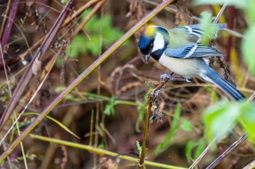 シジュウカラ(128)の写真